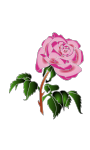 Rose in colors
